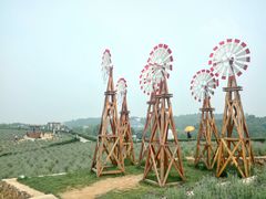 -大塘金香草谷