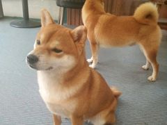 -柴源莊·柴小宠柴犬咖啡