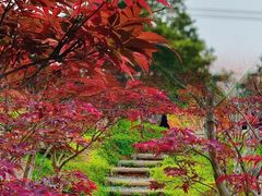 -广州市帽峰山景区