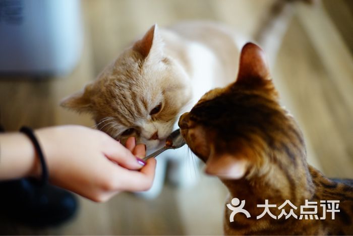 catsparty猫咪主题休闲吧图片 - 第9张
