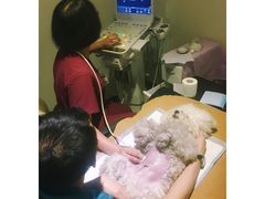 -美联众合动物医院·24h转诊中心
