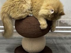 -喵zoo家庭繁育猫舍(尖东智能花园店)