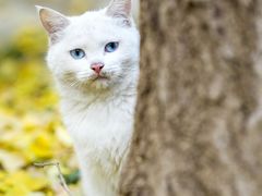 -香木香羊(小汤山店)