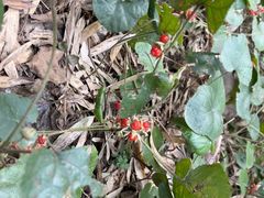 -午潮山国家森林公园