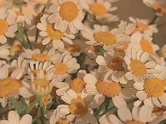 -双季花艺园艺市场(浦东店)