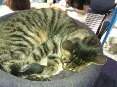 猫-Sirena海妖日咖夜酒