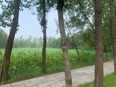 -微山湖红荷湿地景区
