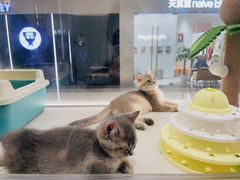 -babydoll猫舍·米努特·德文·缅因(久光中心店)