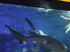 -烟台海昌鲸鲨海洋公园