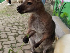 -西霞口神雕山野生动物世界