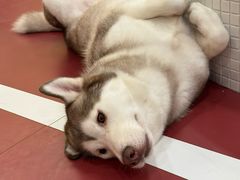 -和它·交个朋友·狗咖猫咖(爱琴海店)
