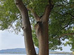 -杭州君悦酒店·青莳