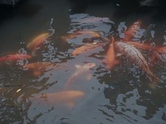 -西湖外事游船(花港观鱼码头)