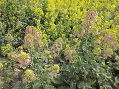 -中国天府农业博览园