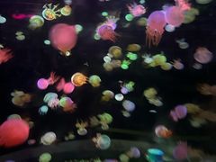 -邯郸海洋世界
