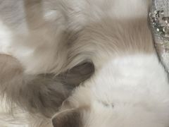 -共舞时光猫咖·狗咖(新街口店)
