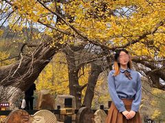 -千年银杏谷文化旅游区