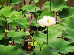 -滕州微山湖红荷湿地景区