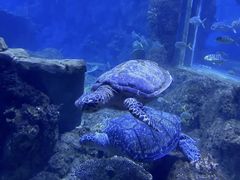 -西安曲江海洋极地公园