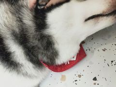 -Husky Go!哈士奇体验馆·宠物咖啡厅狗咖
