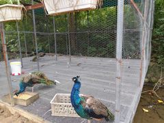 -福建鲤鱼洲酒店