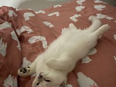 -lincat·猫舍(广州店)