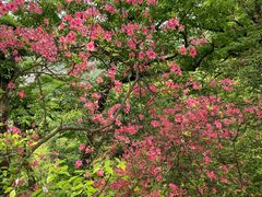 -燕子河大峡谷天坑仙境