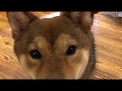 -柴务处·柴犬主题狗咖