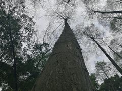 -凤栖山