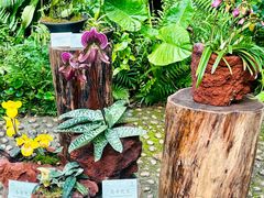 -深圳仙湖植物园