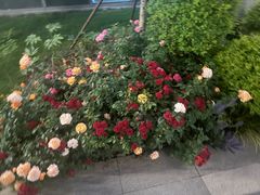 -昆山城市生态森林公园