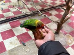 -上海大自然野生昆虫馆(东方明珠·爬宠昆虫探索中心)