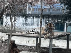 -成都动物园