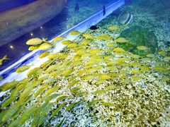 -顺德南宏海立方海洋公园