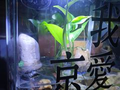 -民谣未来吧