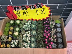 -新官园花鸟鱼虫市场(皖西大厦店)