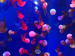 -成都浩海立方海洋公园