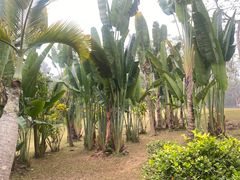 -中国科学院西双版纳热带植物园