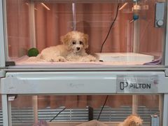 -翊宠yipet猫狗购宠庄园犬舍•猫舍