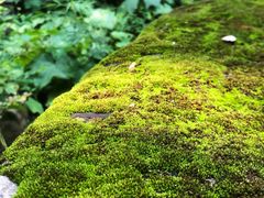 -碓臼峪自然风景区
