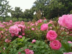 -上海鲜花港