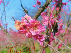 -梅花山(明孝陵内)