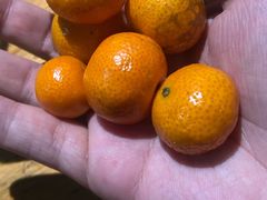 水果-遇见 ·砂师弟与二师兄