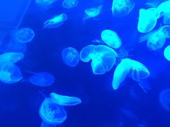 左海海底世界-左海海底世界