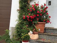 -布劳伽斯特豪夫哈尔施塔特宾馆