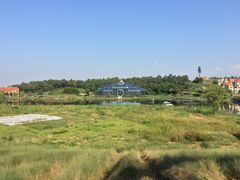 -大塘金香草谷