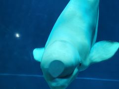 -芜湖新华联大白鲸海洋公园