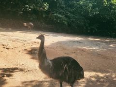 -深圳野生动物园