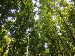 -林间山庄