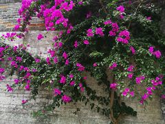 -金谷域澳洲庄园